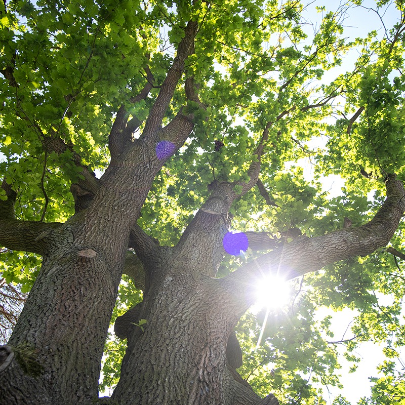 De Paal Parket - Massief houten vloer vloerkoeling